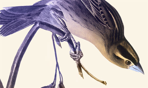 Buchcover: Iris Wolff: Lichtungen (Ausschnitt)