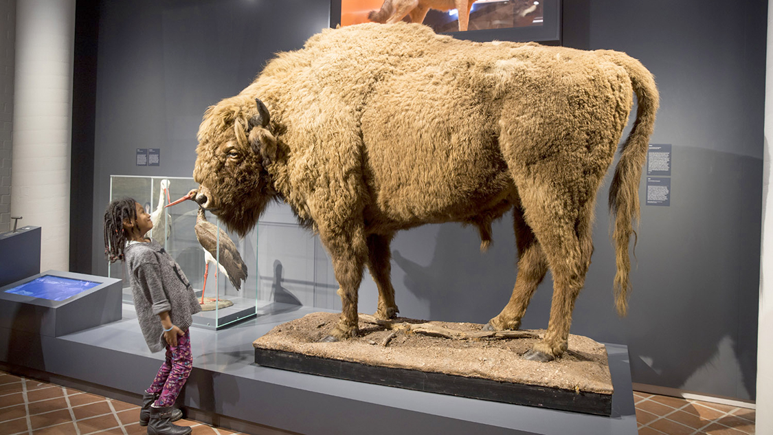 Internationaler Museumstag im Ostpreußischen Landesmuseum mit Deutschbaltischer Abteilung und Brauereimuseum - Veranstaltungen
